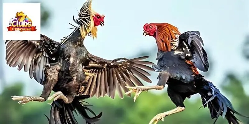 Có thể bạn chưa biết cách tham gia đá gà 7Club