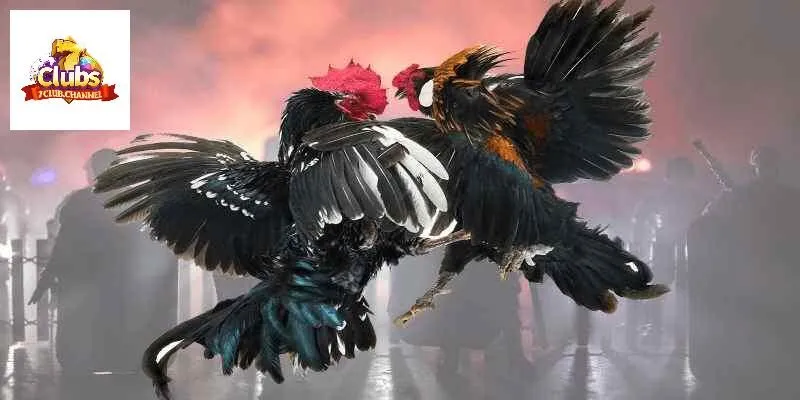 Đá gà 7Club cựa dao thú vị mỗi ngày